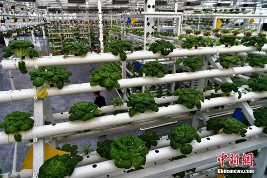中国新疆昌吉未来农业科技馆：冬日绿意浓