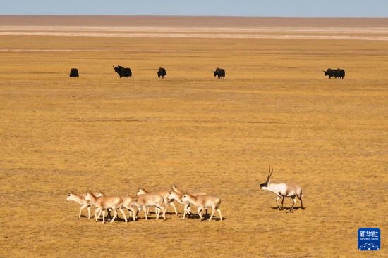 中国新疆阿尔金山保护区藏羚进入交配高峰期