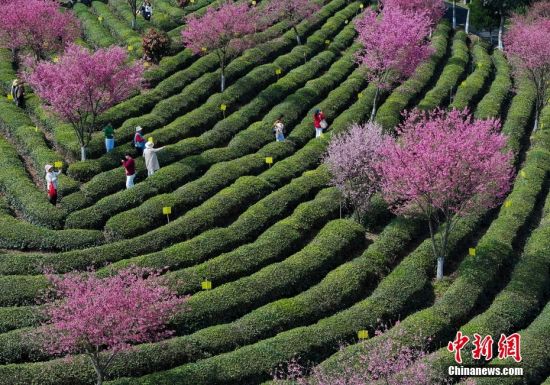 中国安徽黄山：樱花茶园邂逅春光