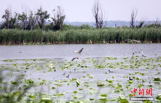“京津冀最美湿地”衡水湖：多措并行推进生物多样性保护