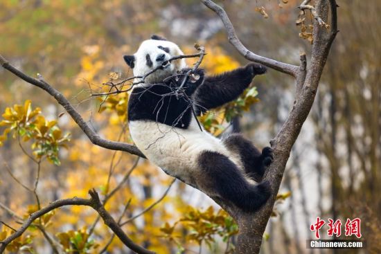 陕西佛坪：秦岭大熊猫的惬意生活