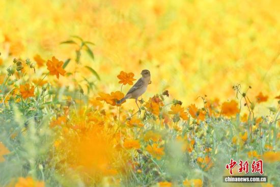 北京北海公园黄秋英花海引游人
