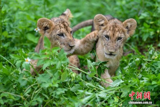 海南海口：两月龄非洲狮兄妹首秀萌翻游客