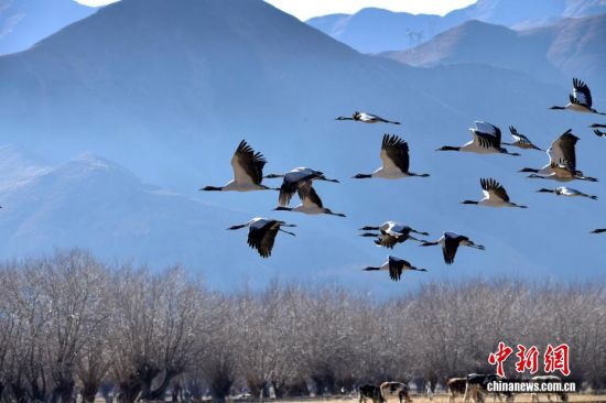 黑颈鹤冬日悠然“打卡”西藏日喀则