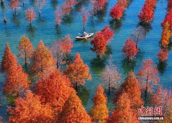 浙江长兴水杉林五彩斑斓