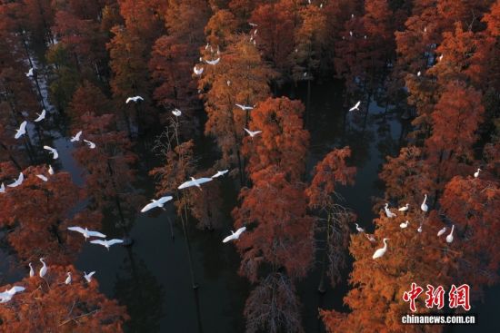 武汉：涨渡湖湿地池杉斑斓 林鸟相依绘就生态画卷