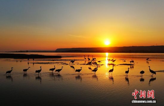 越冬灰鹤“做客”山西万荣黄河湿地