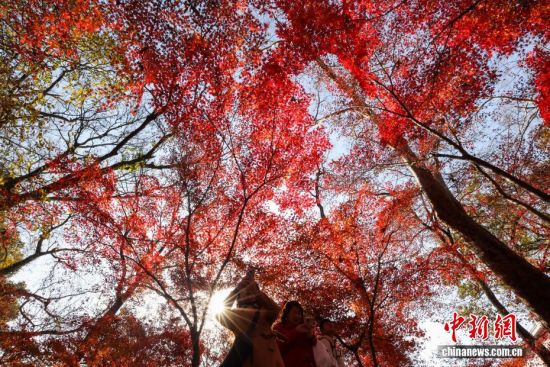 唯美！南京紫金山枫叶红火“枫”景独好