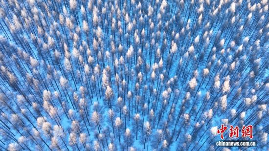 内蒙古呼伦贝尔：山林雾凇银装素裹如仙境