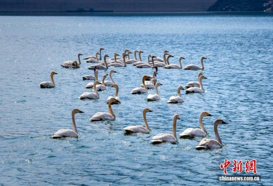 河北武安：春雪落太行 天鹅舞翩跹