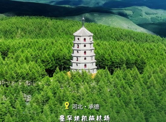 国际森林日：绿色宝藏