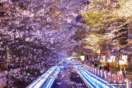 南京：夜樱盛放扮靓城市河畔