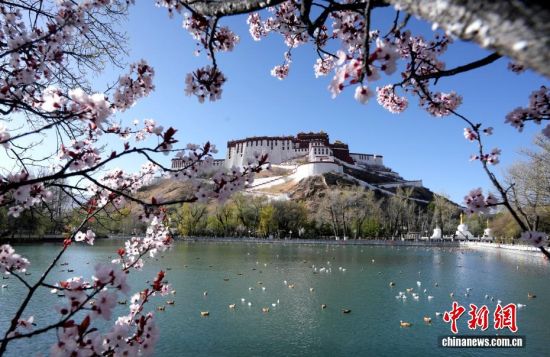 西藏拉萨春意浓