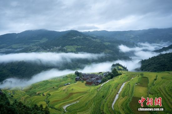 贵州从江：云海漫梯田 金秋入画来