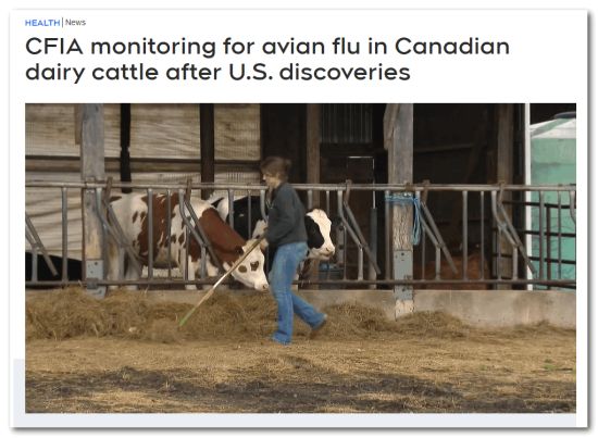 世卫警告！美国生牛奶检测出“浓度极高”的禽流感病毒