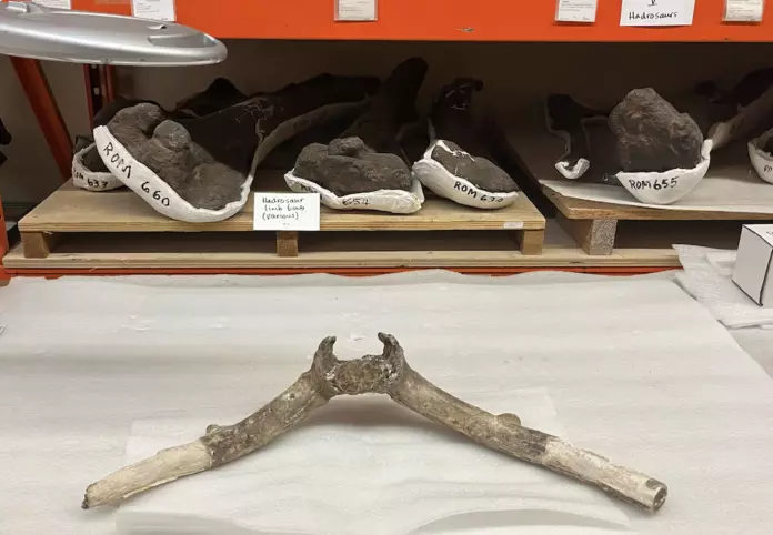 “多伦多地铁鹿”之谜    学者揭11,300年前化石真身