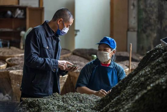 一叶越千年：古道茶香情更浓