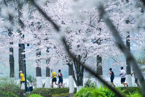 武马：三万人跨江越湖邂逅“樱花季”