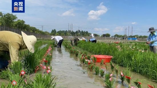 中国科学家发现植物免疫激活新机制