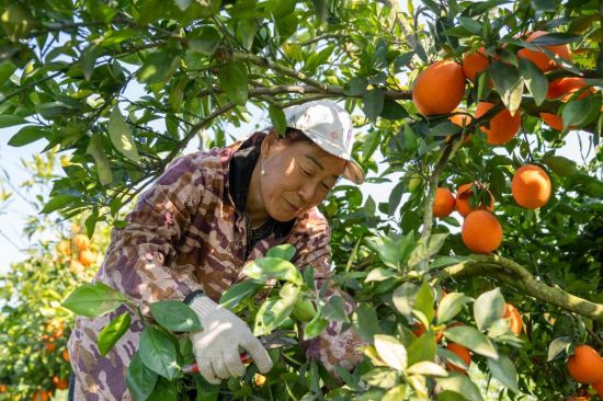 湖北公安长江村：共治共享点亮村容村貌